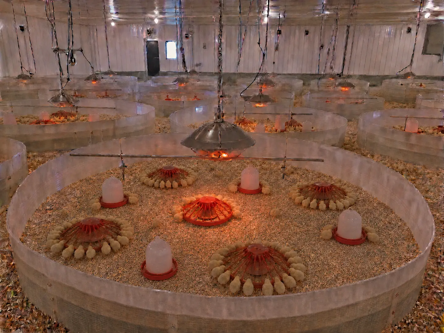Chicks in brooder guards grouped around heat lamps
