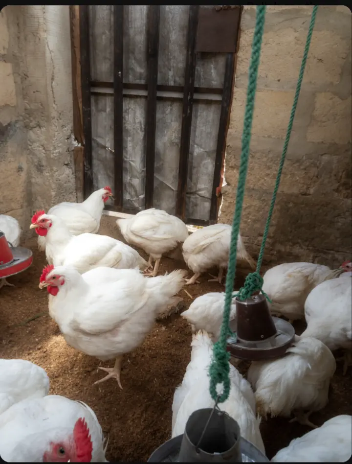 A group of mature Ross 308 broilers in a rearing pen