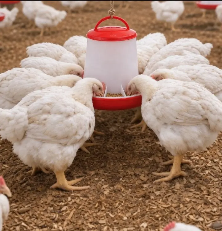 Broilers feeding from a hanging red plastic tube feeder